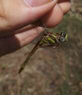 Image of Phanogomphus cavillaris (Needham 1902)