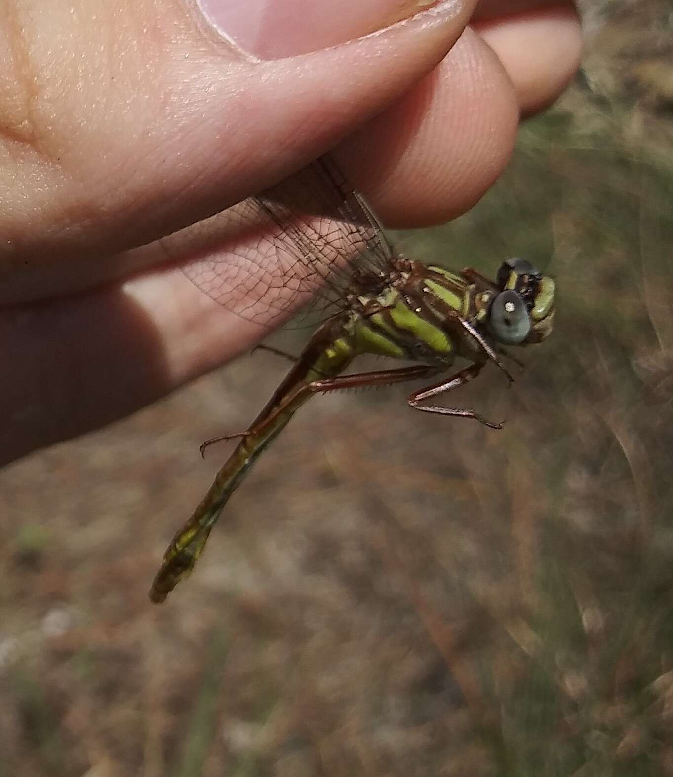 Image of Phanogomphus cavillaris (Needham 1902)