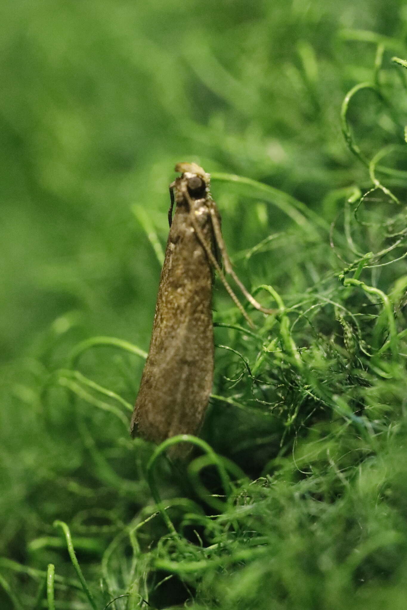 Salebriopsis albicilla Herrich-Schäffer 1849 resmi