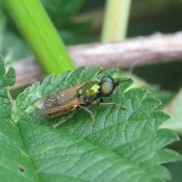 Image of Soldier fly