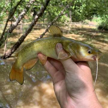 Image of Flat Bullhead