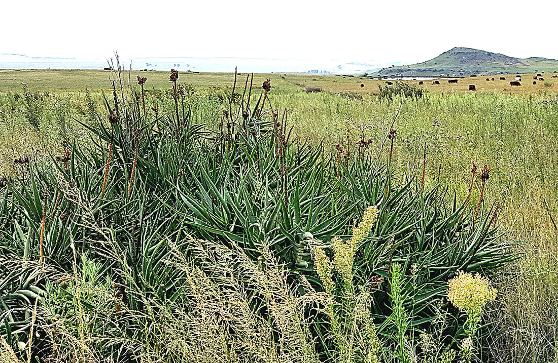 Plancia ëd Aloiampelos striatula var. striatula