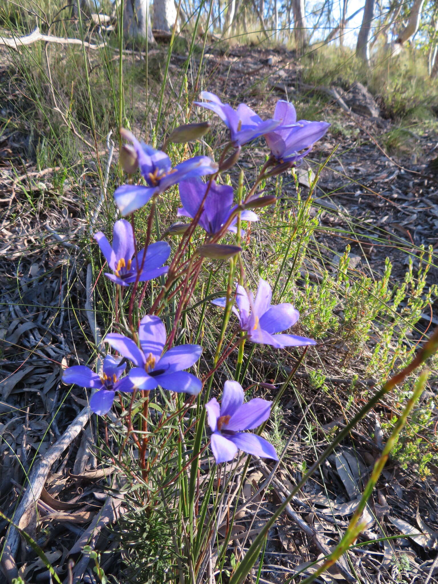 Image de Cheiranthera linearis A. Cunn.