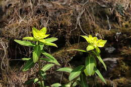 Image of Euphorbia wallichii Hook. fil.