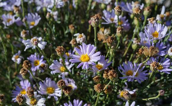 Image of smallflower tansyaster