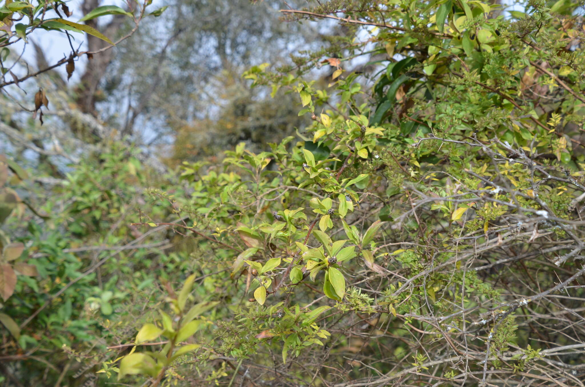 Image of Barnadesia odorata Griseb.