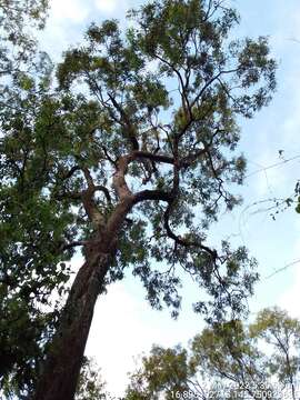 Image de Eucalyptus leptophleba F. Müll.