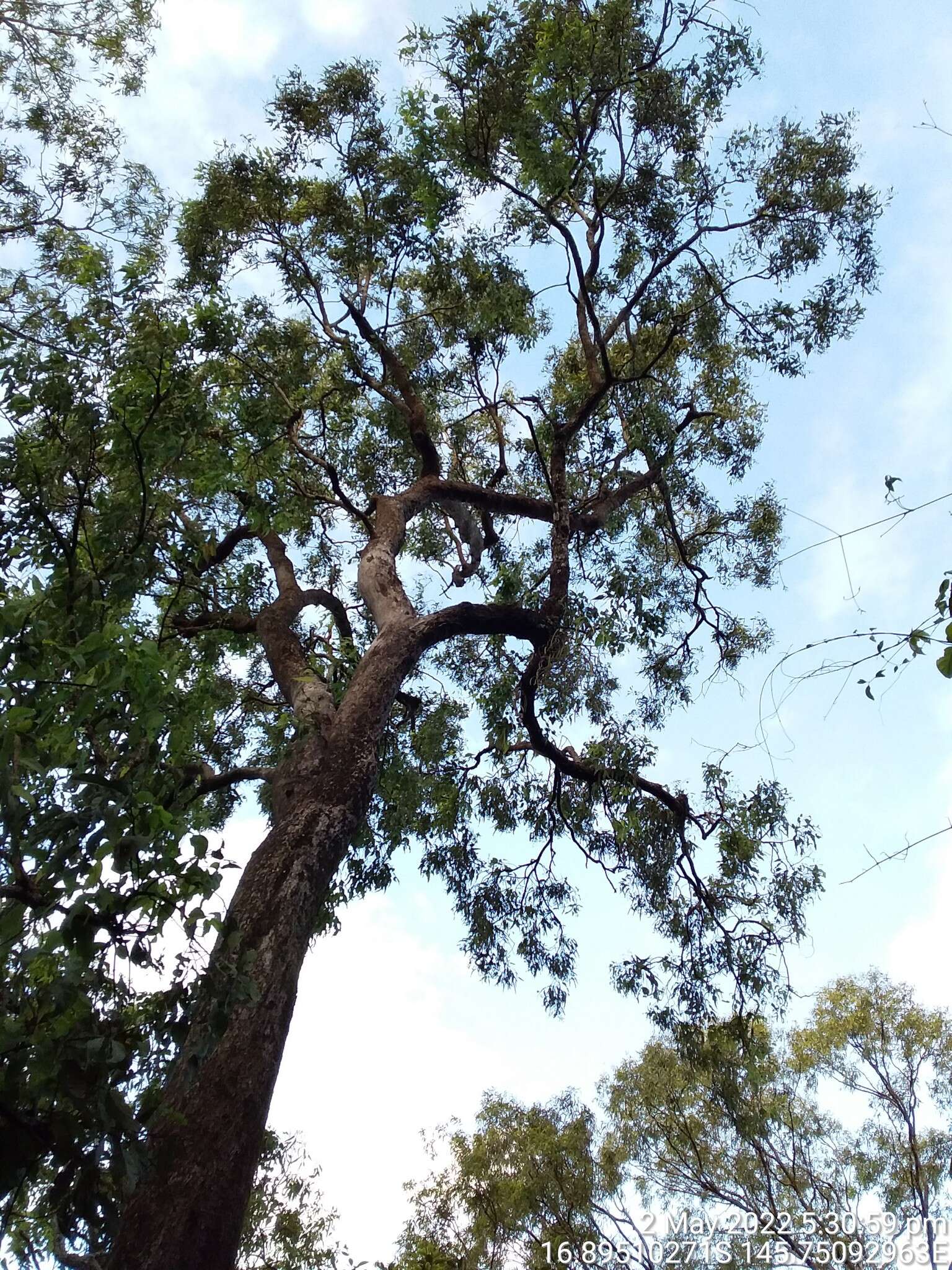 Image de Eucalyptus leptophleba F. Müll.