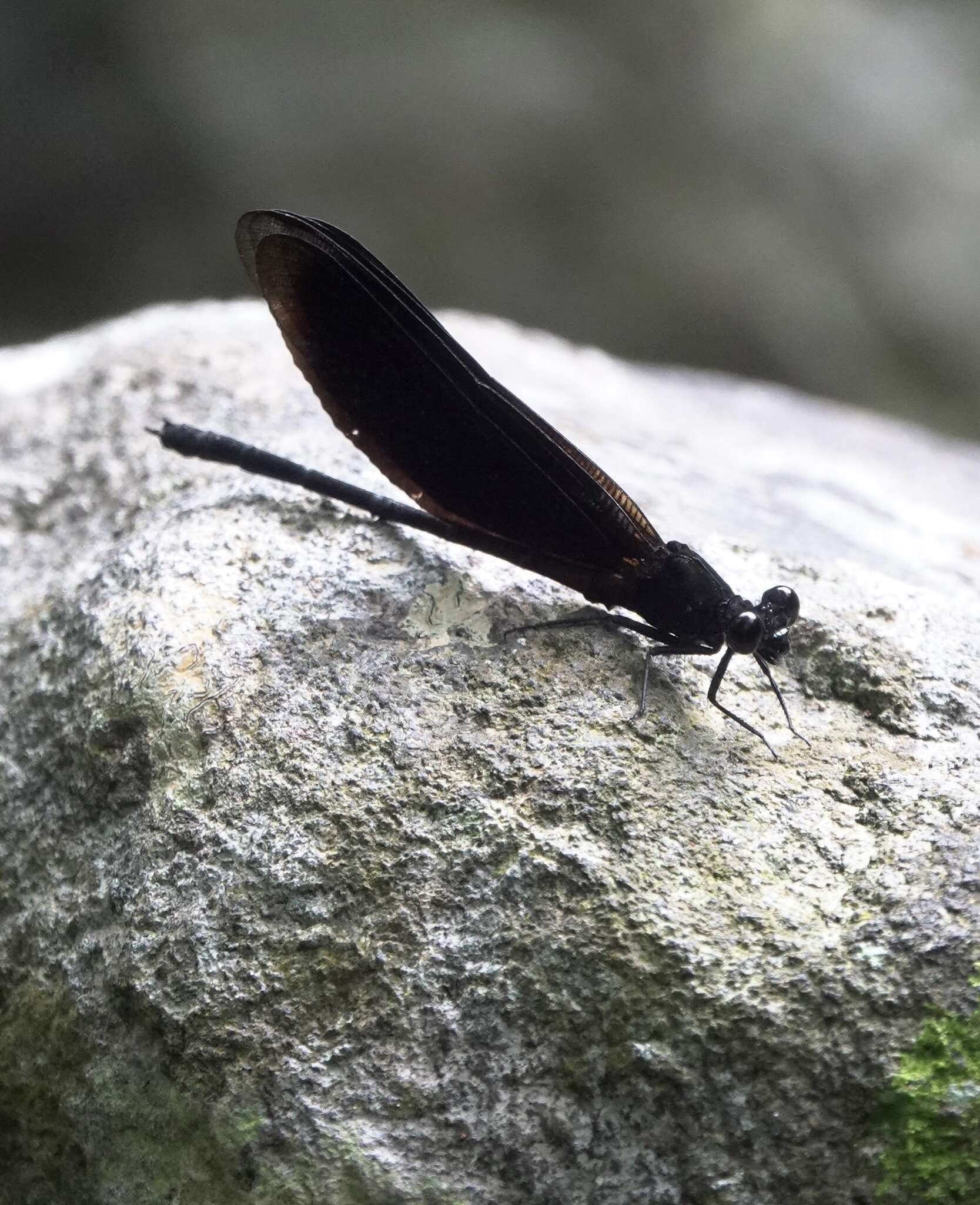 Image de Euphaea refulgens Hagen ex Selys 1853