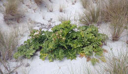 Image of Sonchus grandifolius T. Kirk