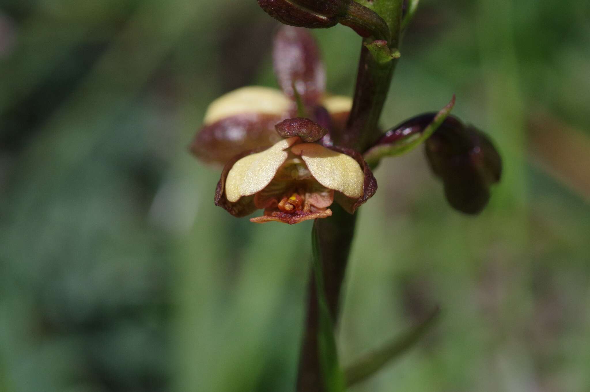 Image de Eulophia tenella Rchb. fil.