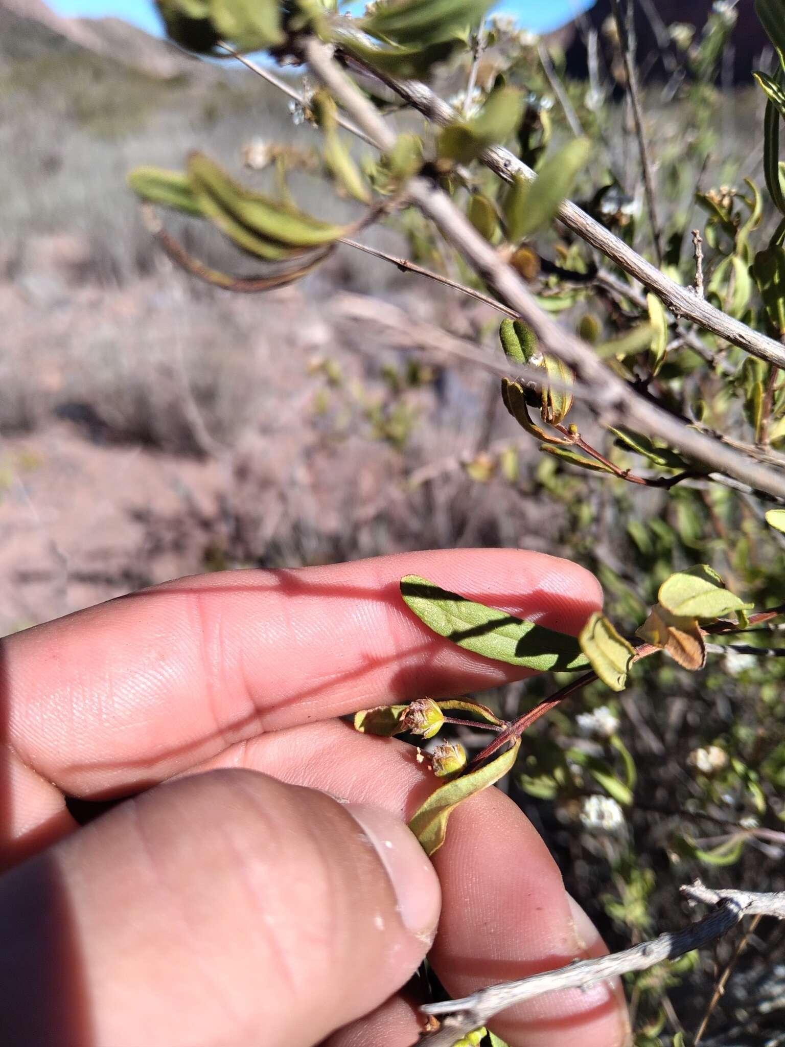 Plancia ëd Lippia integrifolia (Griseb.) Hieron.