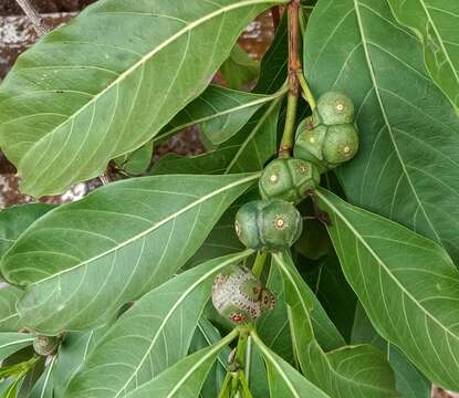 Plancia ëd Morinda coreia Buch.-Ham.