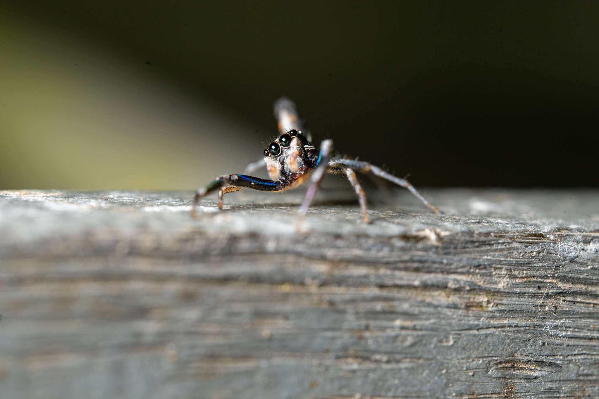 Imagem de Chrysilla acerosa Wang & Zhang 2012