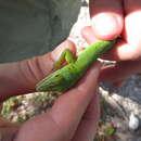 Image of Bahamian Green Anole