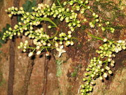 Слика од Dysoxylum parasiticum (Osbeck) Kosterm.