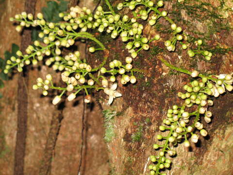 Image of Dysoxylum parasiticum (Osbeck) Kosterm.