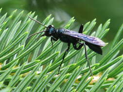 Image of Blue Mud Wasps