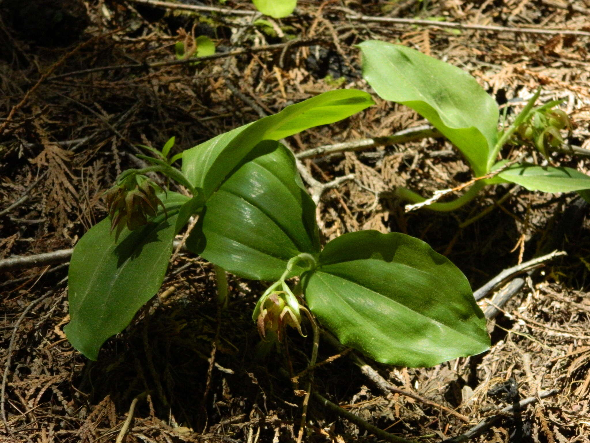 Image of Clustered lady's slipper