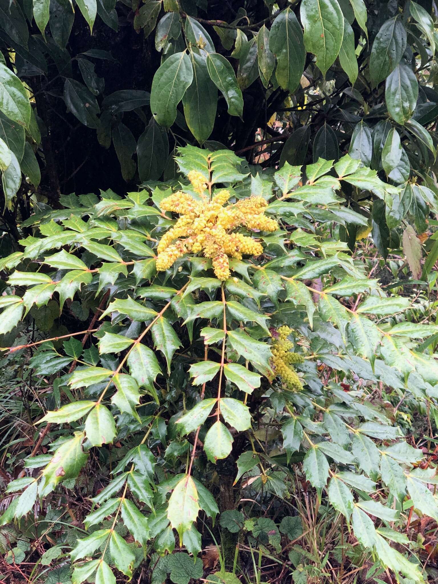 Image of Berberis napaulensis (DC.) Spreng.