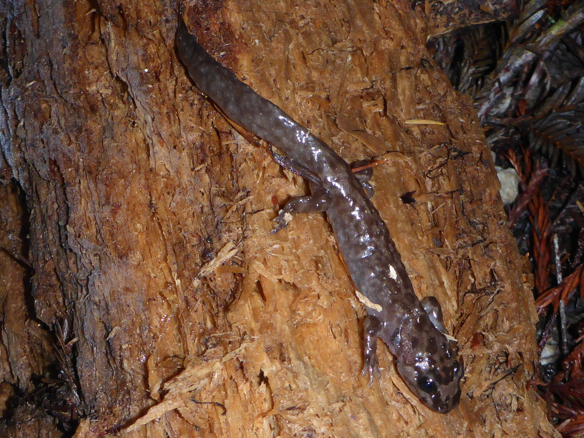 Image of California Giant Salamander