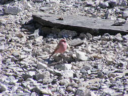 Image of Great Rosefinch