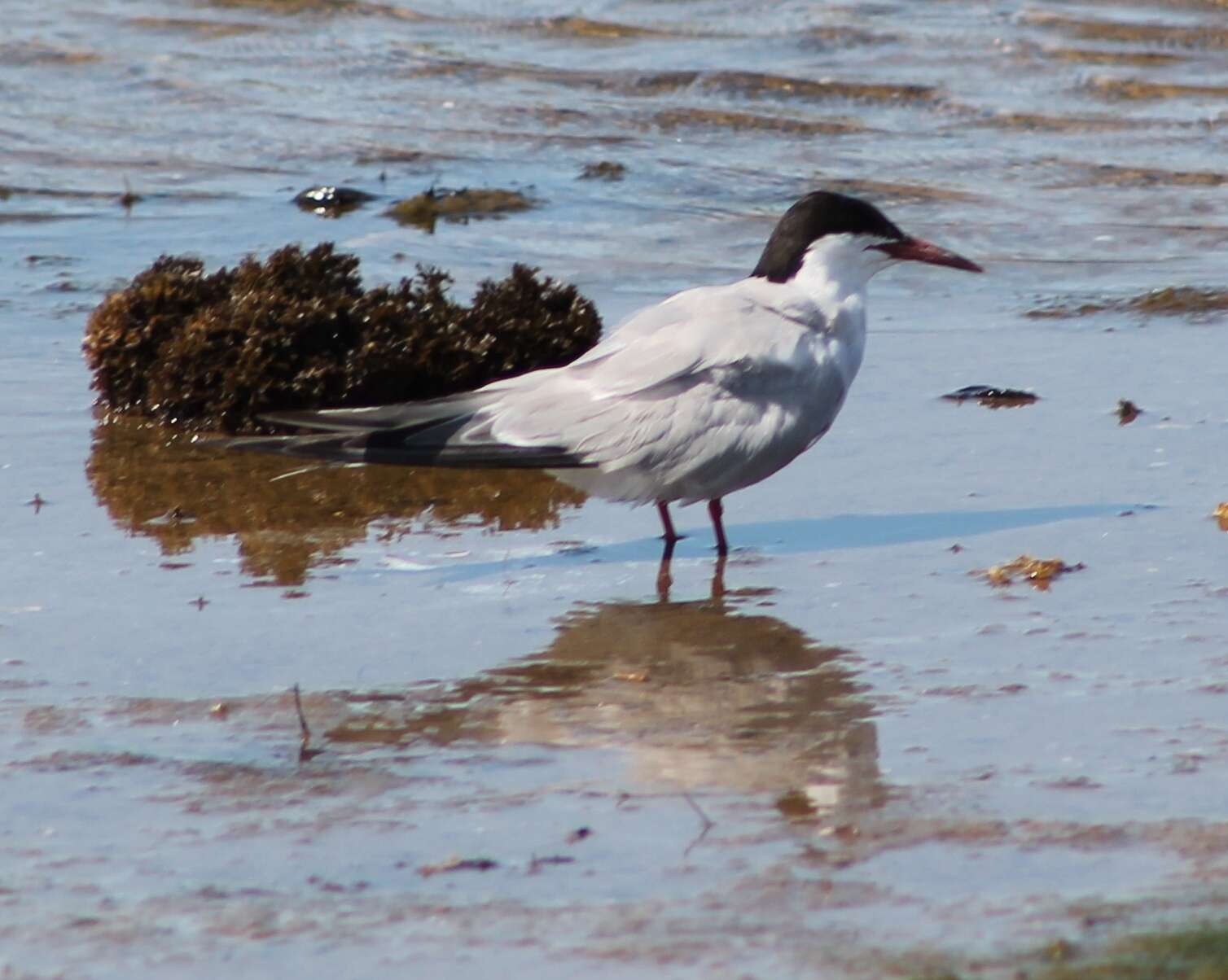 Image of Common Tern