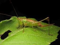 Слика од Conocephalus (Anisoptera) saltator (Saussure 1859)