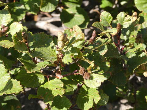 Image of Alnus alnobetula subsp. suaveolens (Req.) Lambinon & Kerguélen