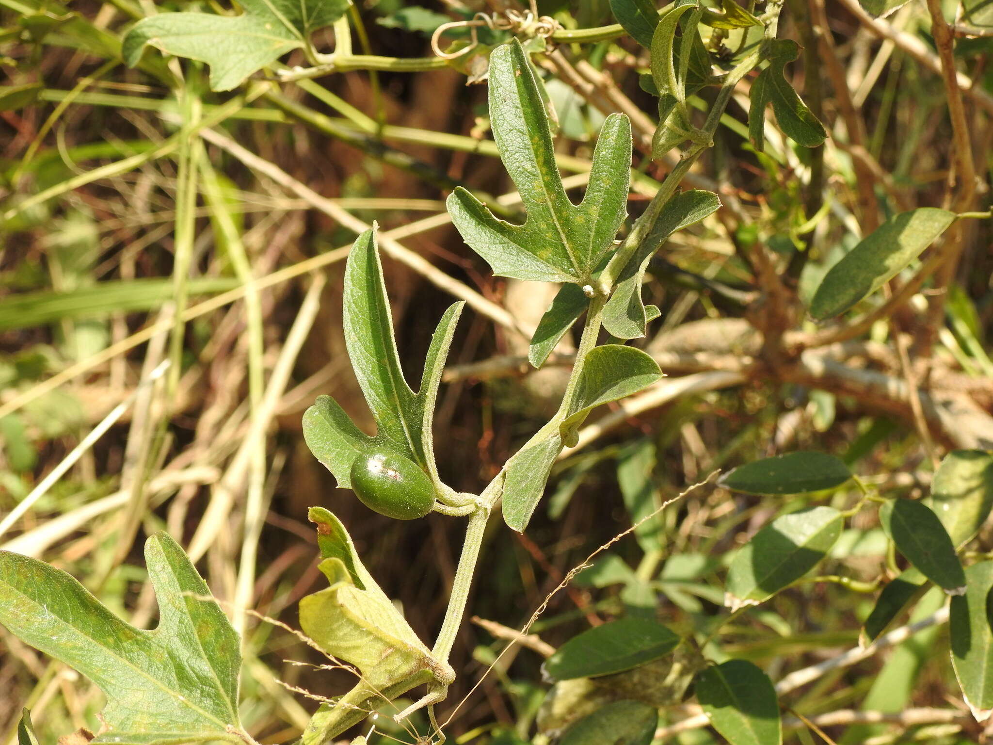 Image of Cayaponia podantha Cogn.