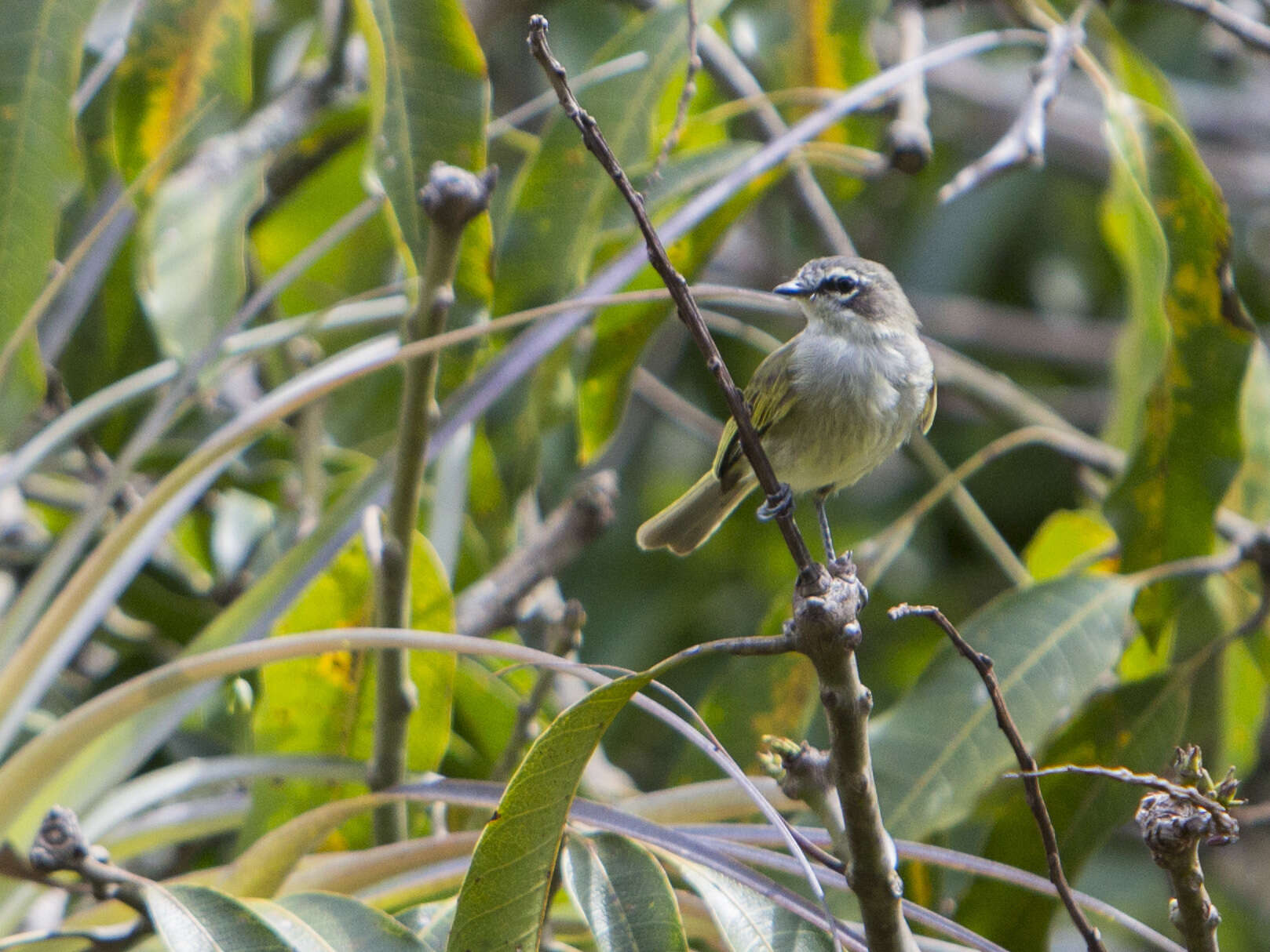 Image of Venezuelan Tyrannulet