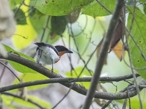 Image of Braun's Bushshrike