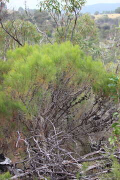 Image of Allocasuarina muelleriana (Miq.) L. A. S. Johnson