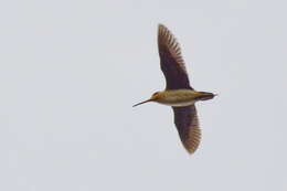 Image of Swinhoe's Snipe