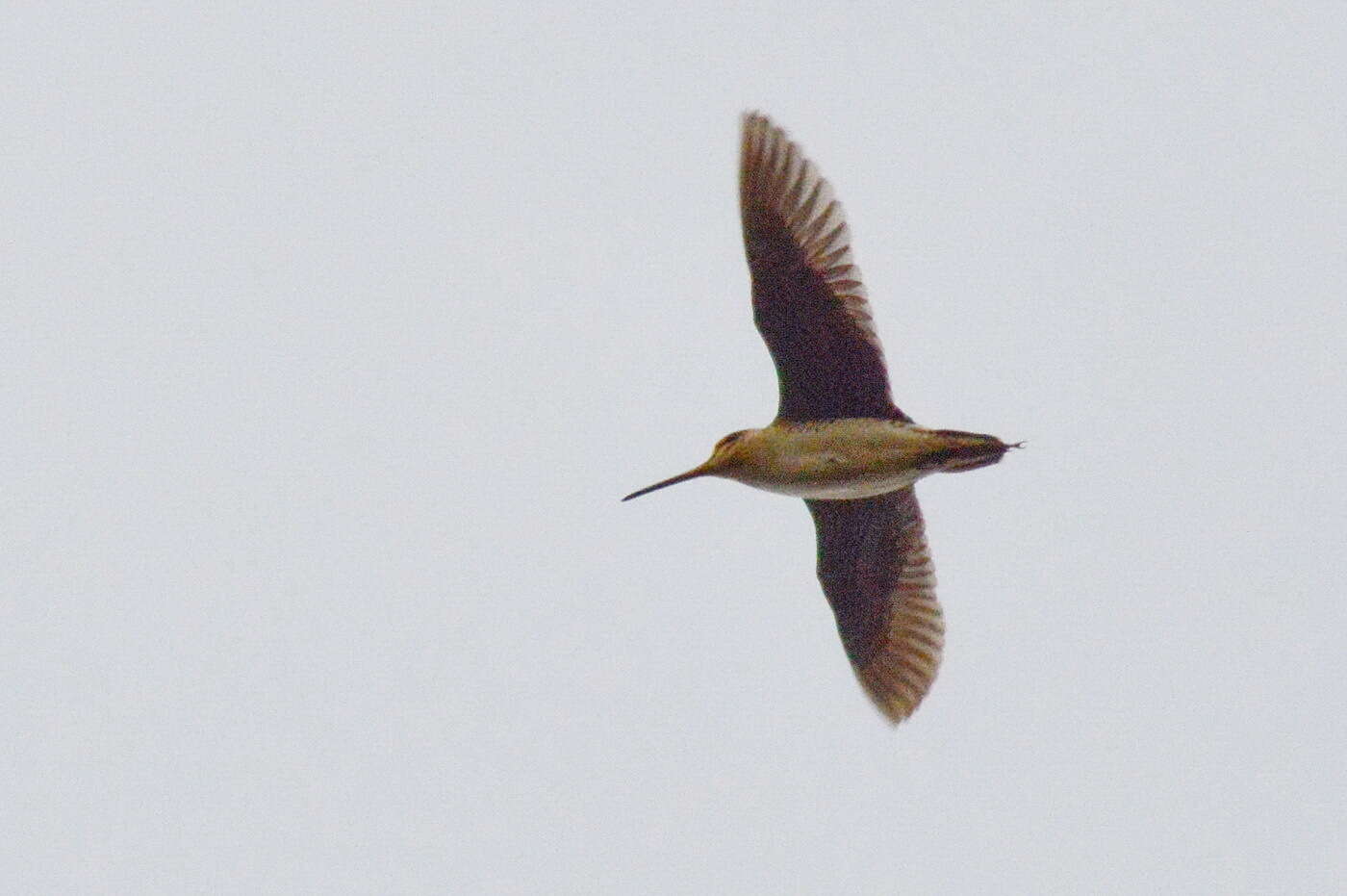 Image of Swinhoe's Snipe