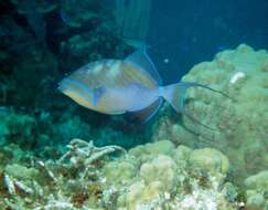 Image of Triggerfish