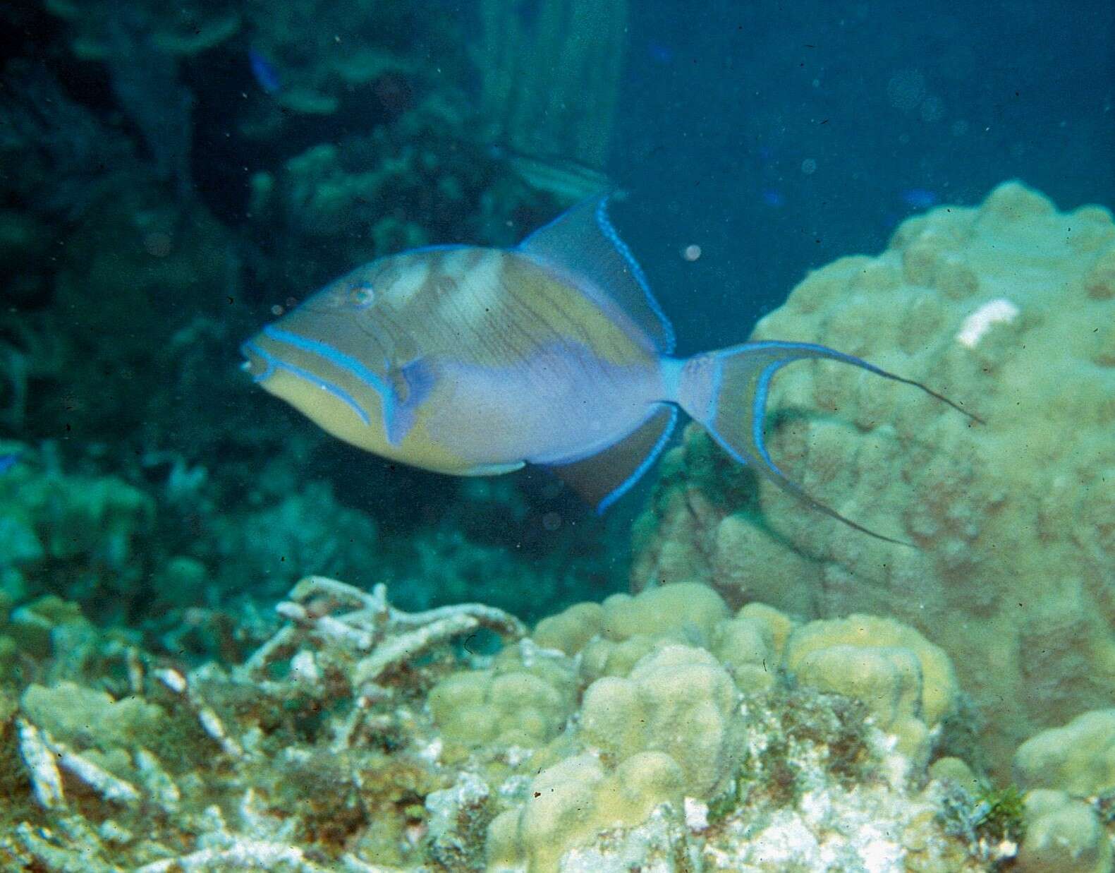 Image of Triggerfish