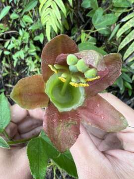 Passiflora unipetala P. Jørg., Muchhala & J. M. Mac Dougal的圖片