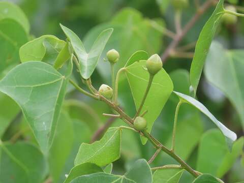 Imagem de Thespesia acutiloba (Bak. fil.) Exell & Mendonca