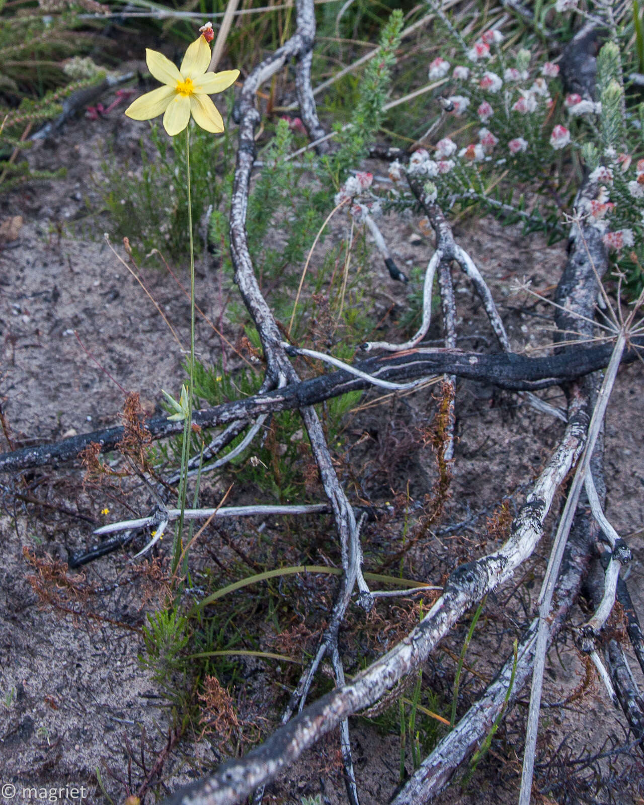 Image of Bobartia filiformis (L. fil.) Ker Gawl.