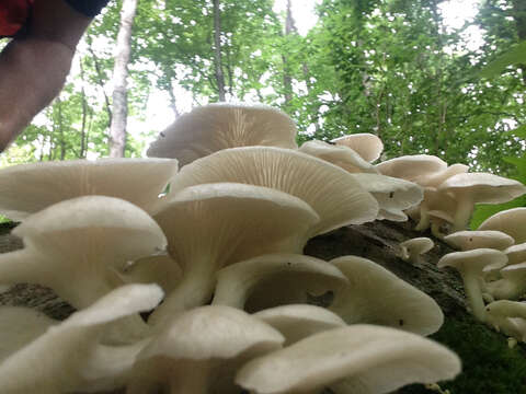 Image of Pleurotus pulmonarius (Fr.) Quél. 1872