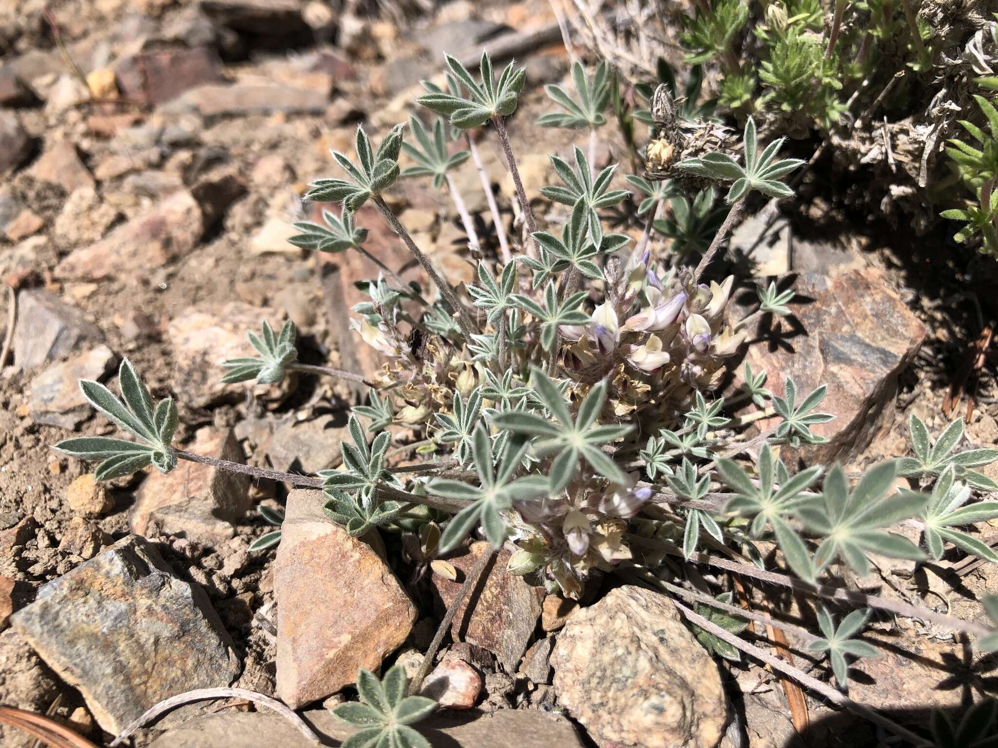 Image of stemless dwarf lupine