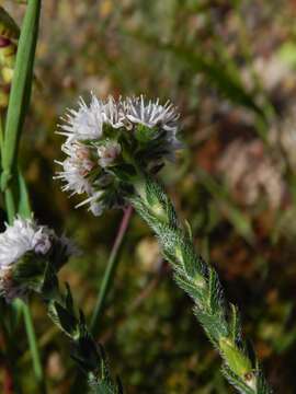 Image of Lobostemon capitatus (L.) Buek