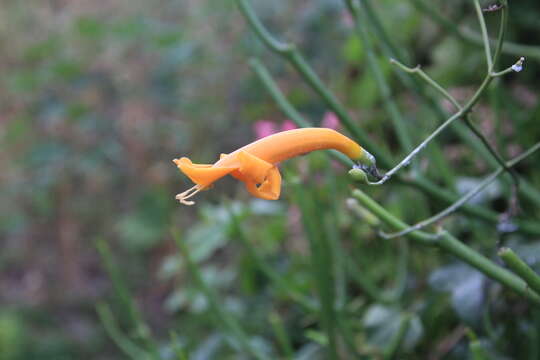 Imagem de Amphilophium stamineum (Lam.) L. G. Lohmann