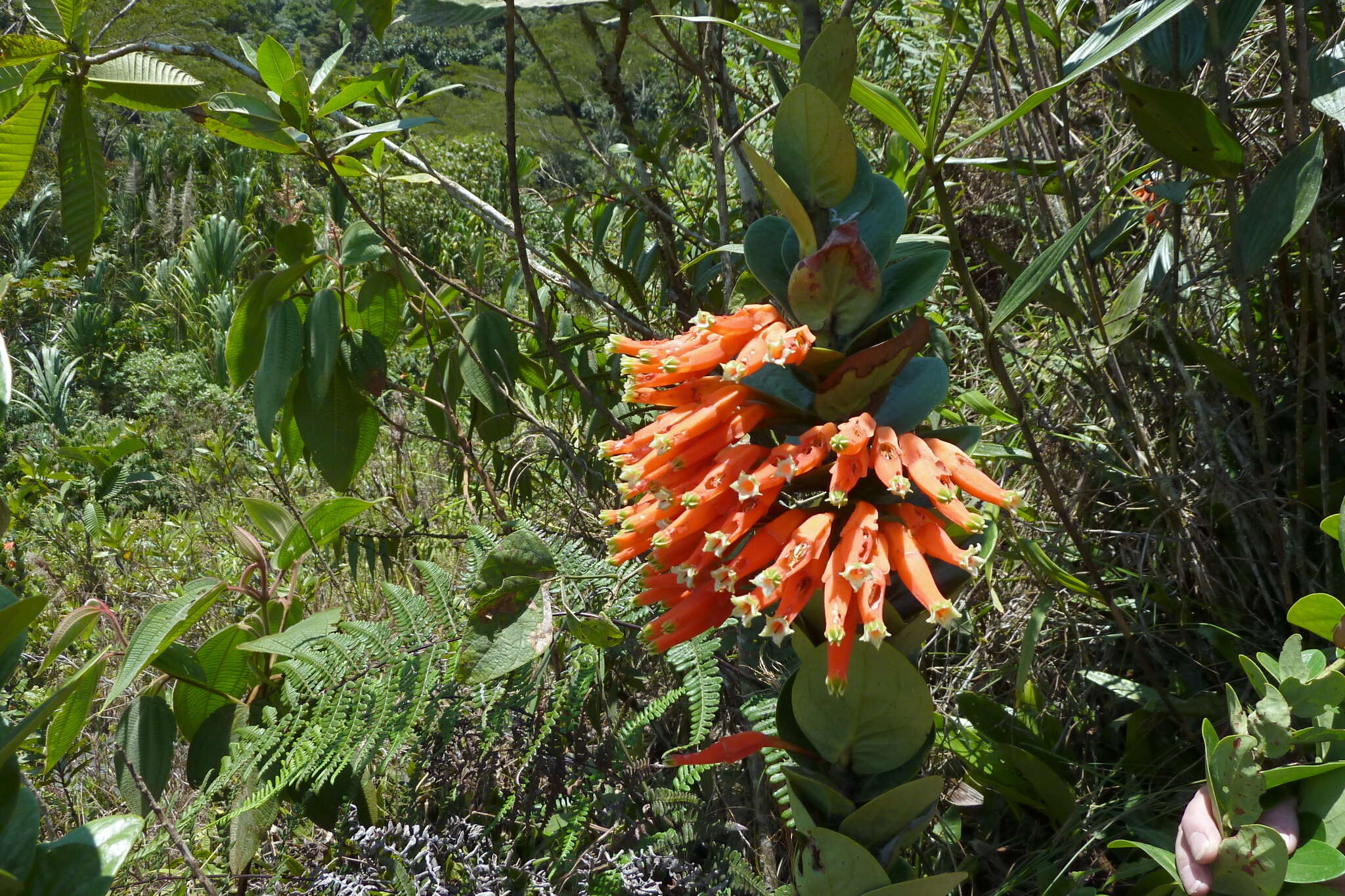 Image of Macleania smithiana J. L. Luteyn