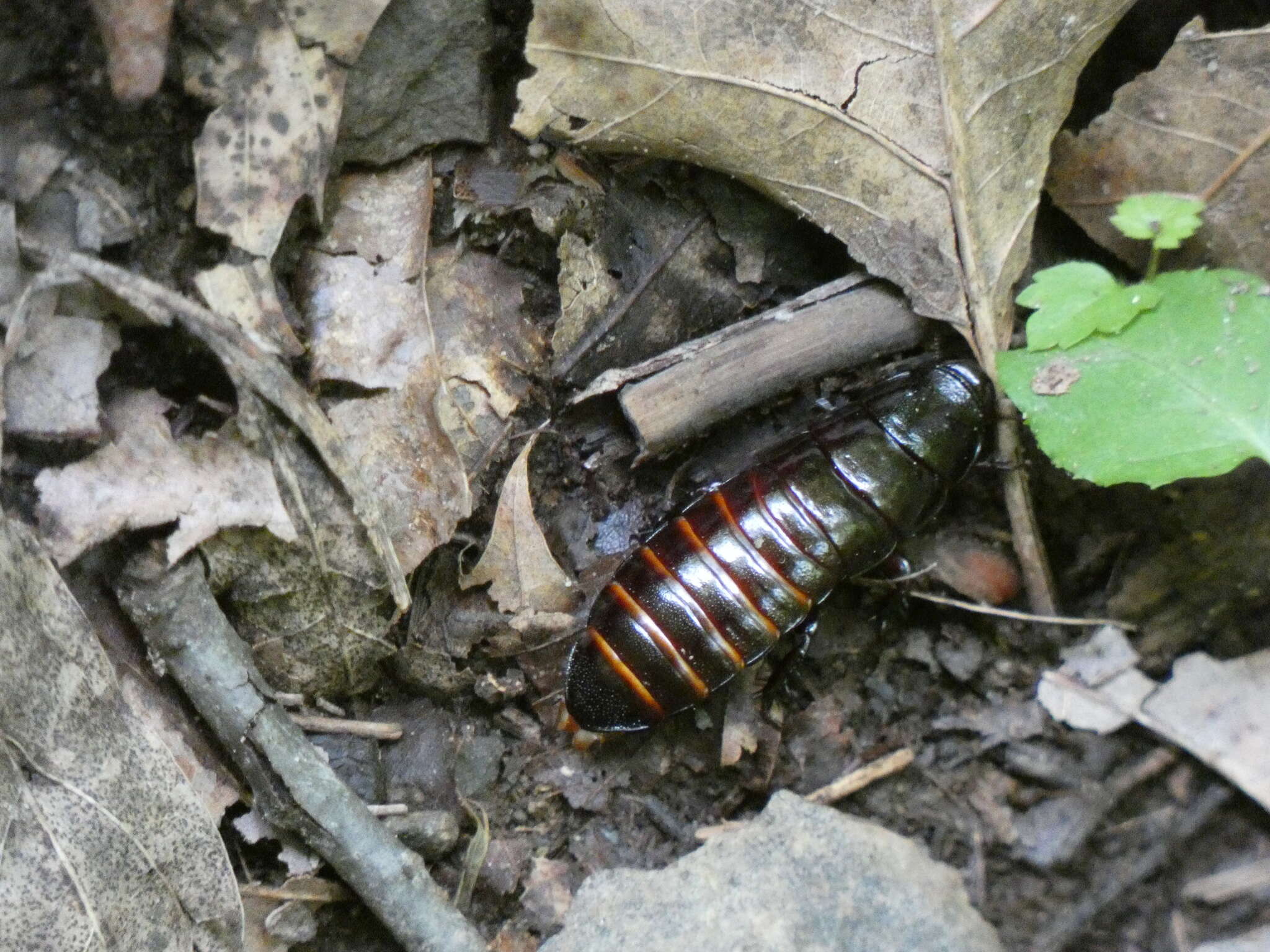 Image de Cryptocercus punctulatus Scudder 1862