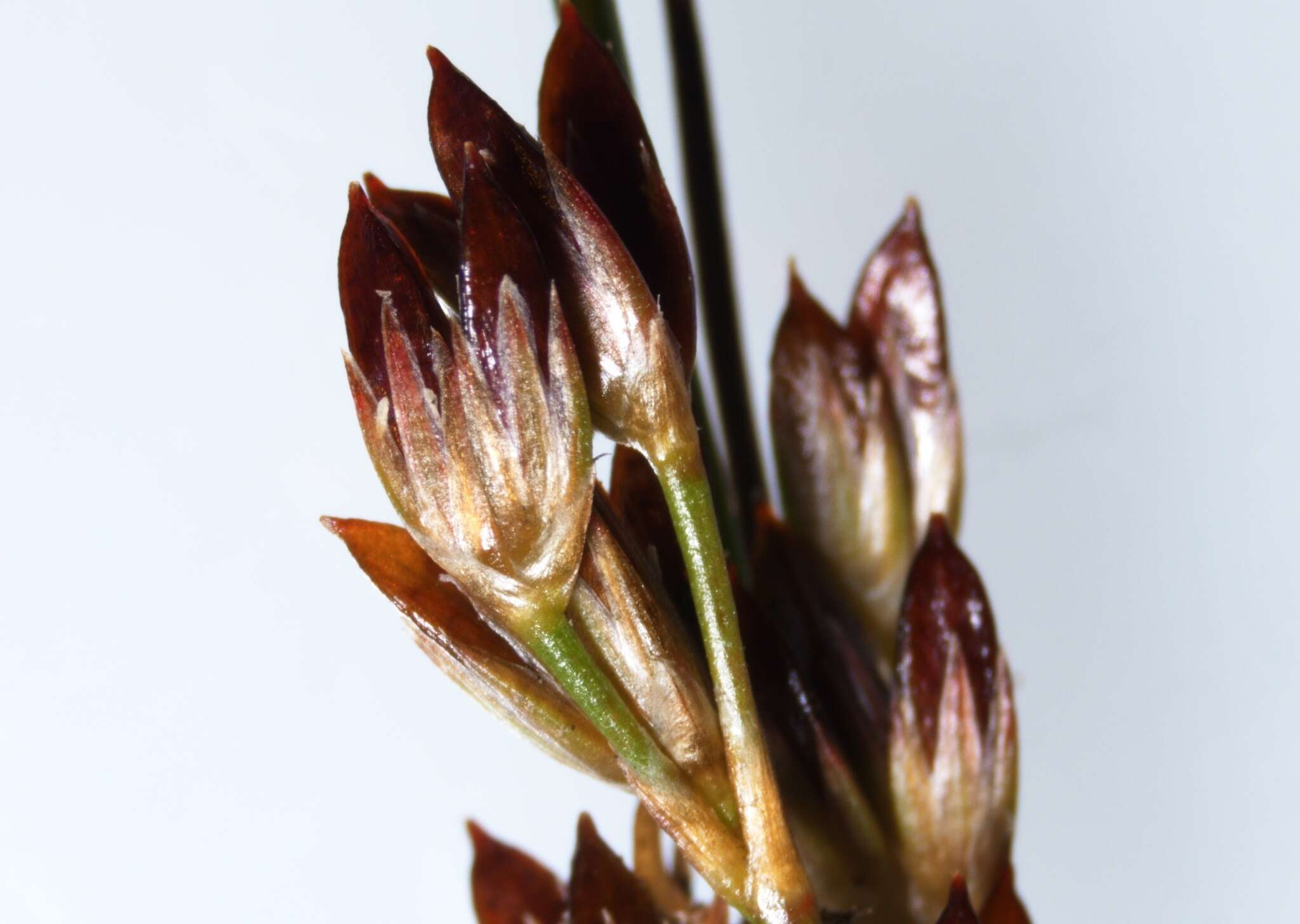 Image of Narrow-Panicle Rush