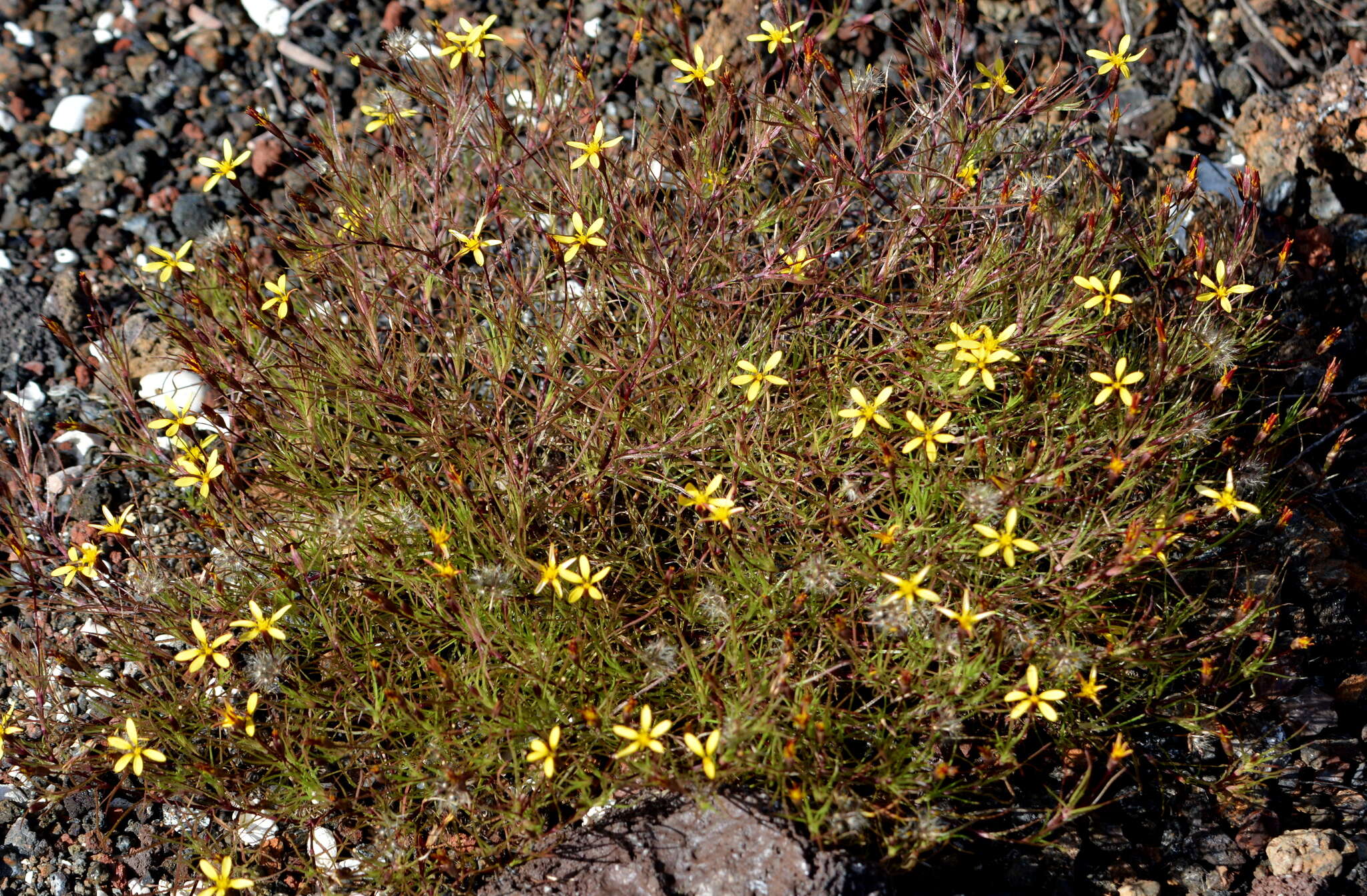 Image de Pectis tenuifolia (DC.) Sch. Bip.