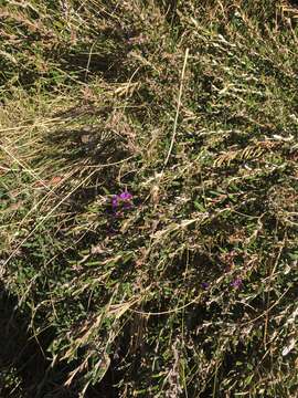 Image of Alpine Hovea