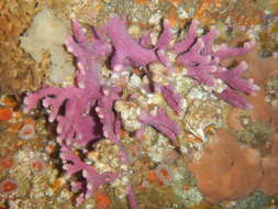 Image of California hydrocoral